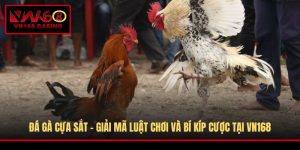 Đá Gà Cựa Sắt