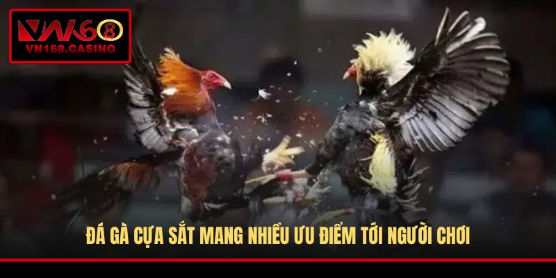 Đá gà cựa sắt mang nhiều ưu điểm tới người chơi