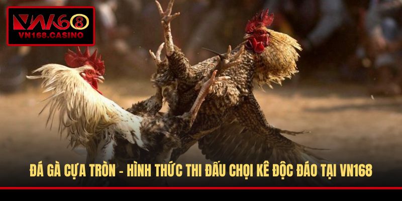 Đá Gà Cựa Tròn