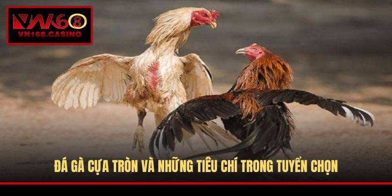Đá gà cựa tròn và những tiêu chí trong tuyển chọn
