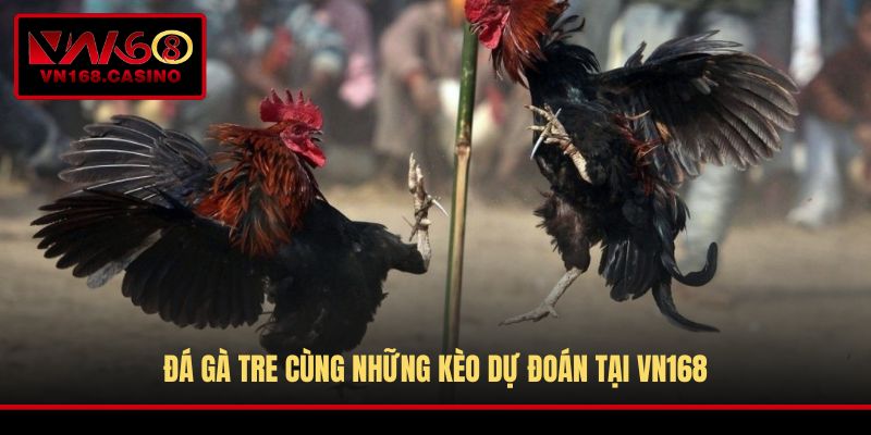 Đá gà tre cùng những kèo dự đoán tại VN168