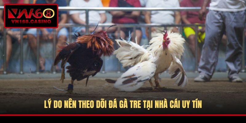 Lý do nên theo dõi đá gà tre tại nhà cái uy tín