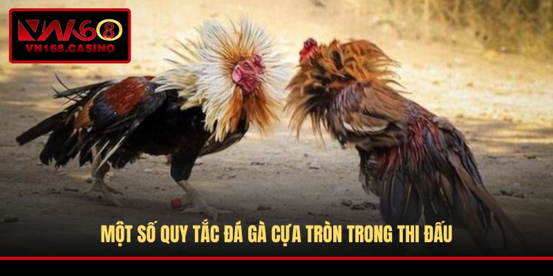 Một số quy tắc đá gà cựa tròn trong thi đấu